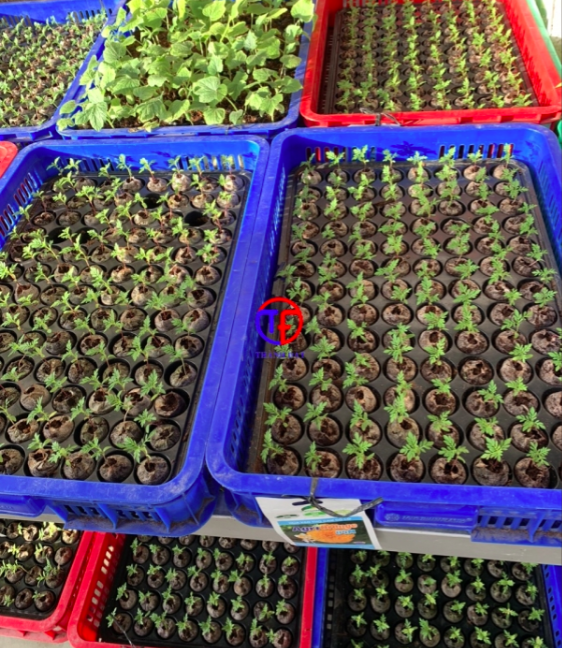 Hạt giống gieo vào các viên nén xơ dừa do máy sản xuất