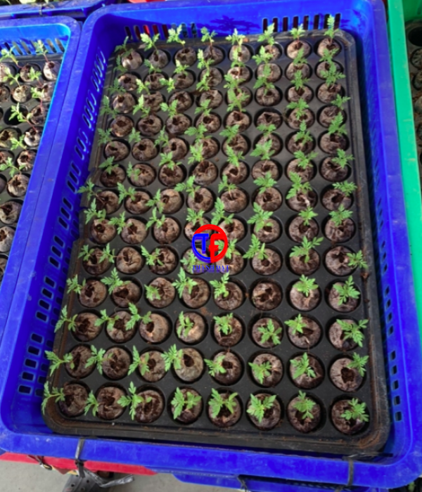 Chuyên làm máy viên nén giống cây trồng