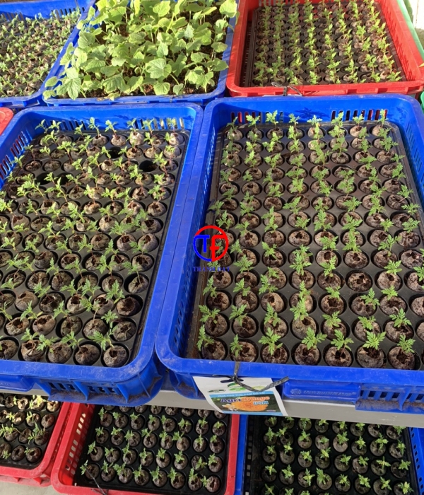 Máy làm viên nén xơ dừa